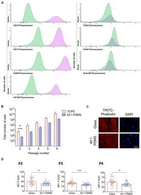 Cofilin-1 Is a Mechanosensitive Regulator of Transcription